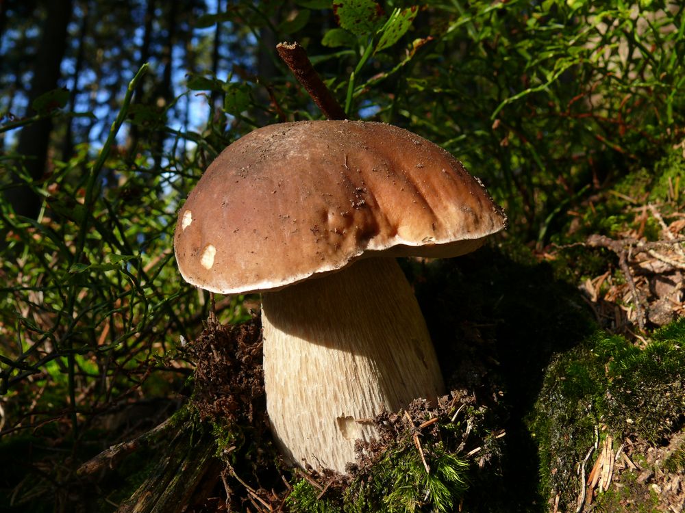 Boletus edulis Foto & Bild pflanzen, pilze & flechten, pilze