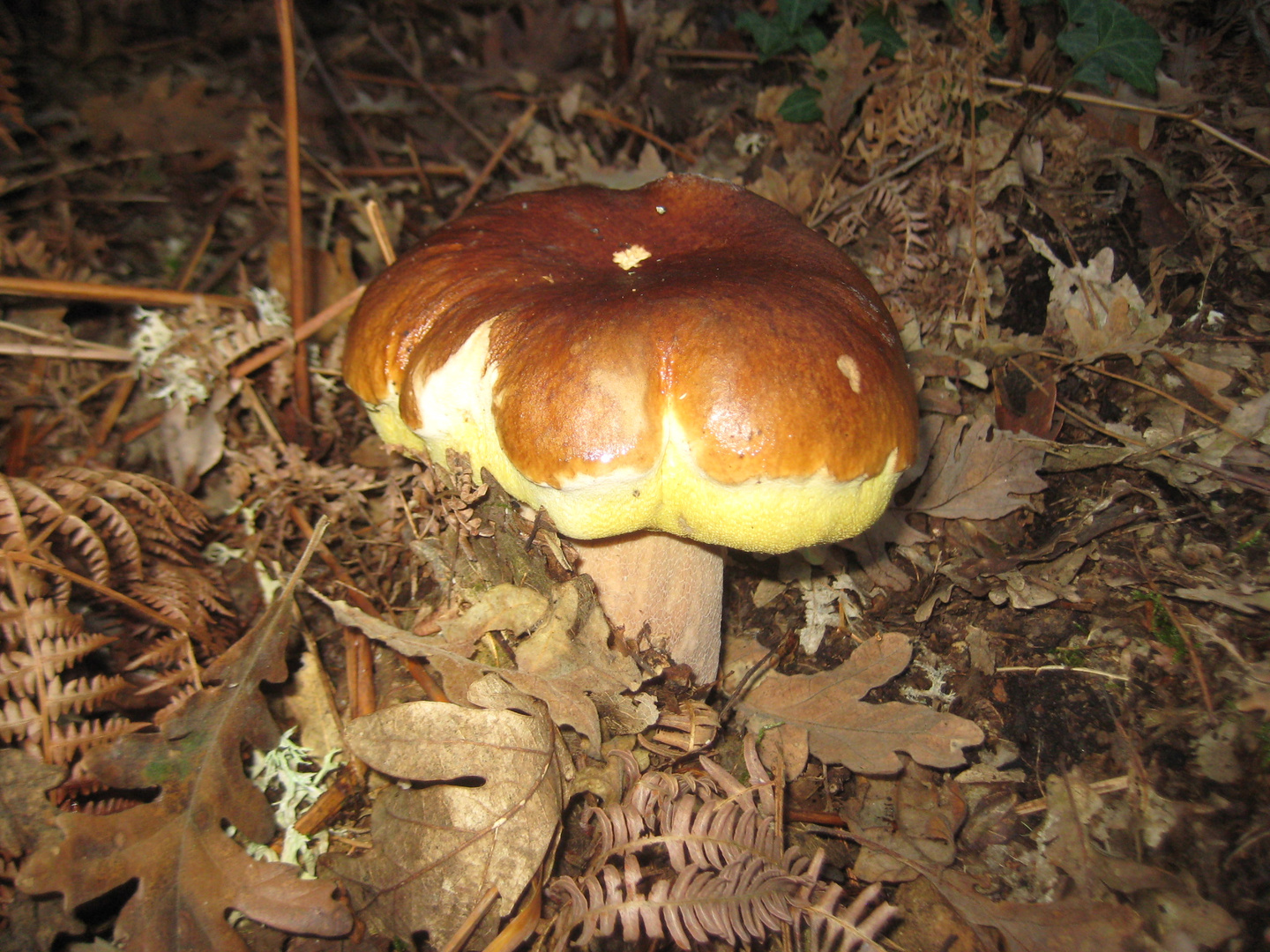 Boletus Edulis