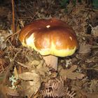 Boletus Edulis