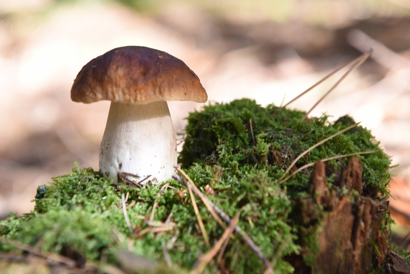 Boletus edulis