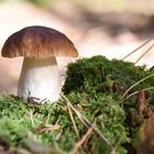 Boletus edulis