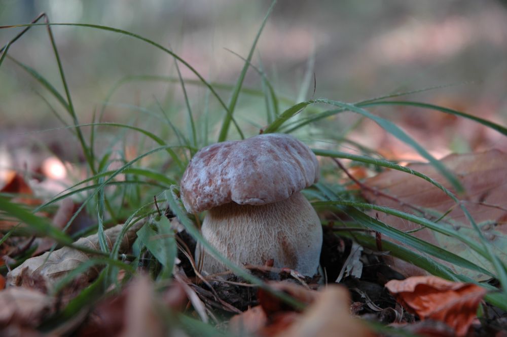 Boletus Edulis