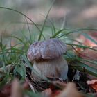 Boletus Edulis