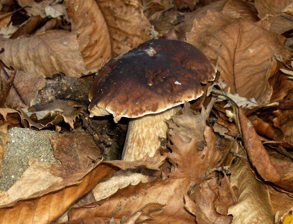 Boletus Edulis