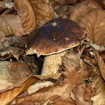 Boletus Edulis