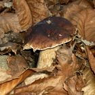 Boletus Edulis