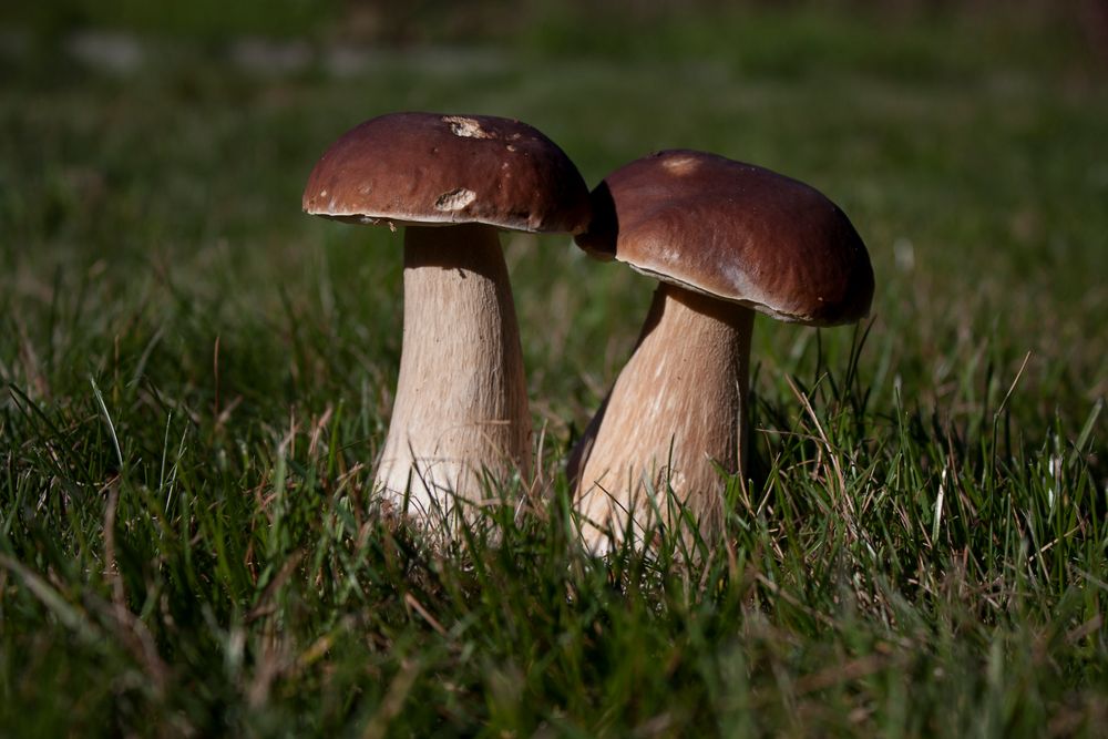 Boletus edulis