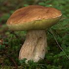 Boletus edulis... der König der Pilze