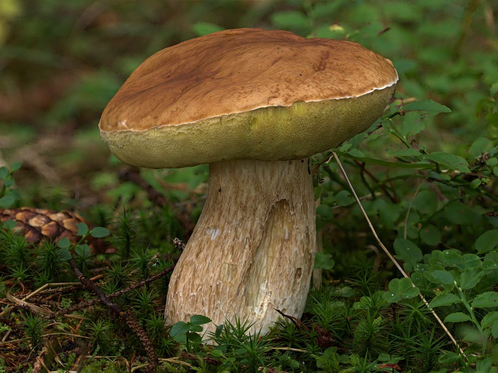 Boletus edulis... der König der Pilze