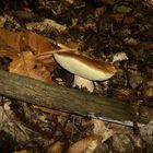 (Boletus Edulis)