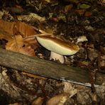 (Boletus Edulis)