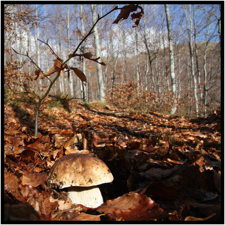 Boletus Edulis.