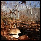 Boletus Edulis.