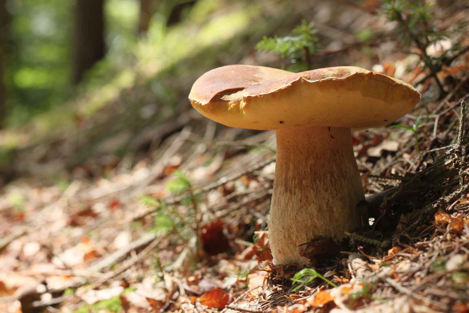 Boletus edulis