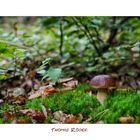 [Boletus edulis - Gemeiner Steinpilz]