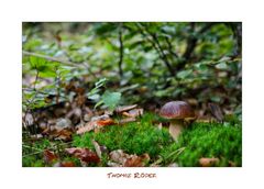 [Boletus edulis - Gemeiner Steinpilz]