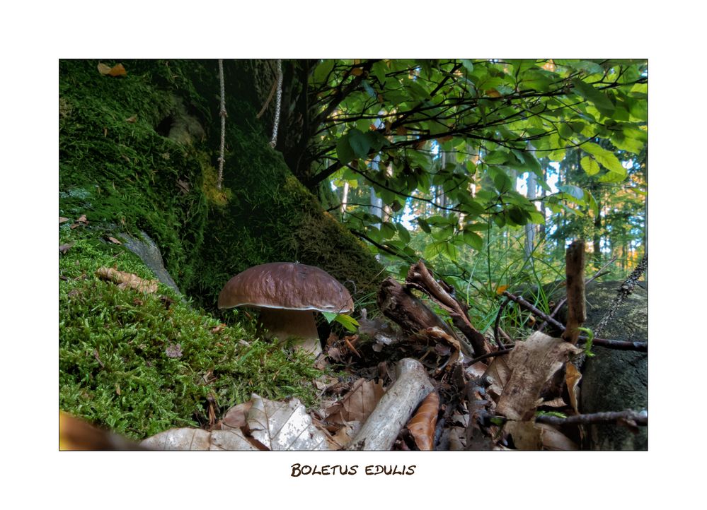 [Boletus edulis - Gemeiner Steinpilz II]