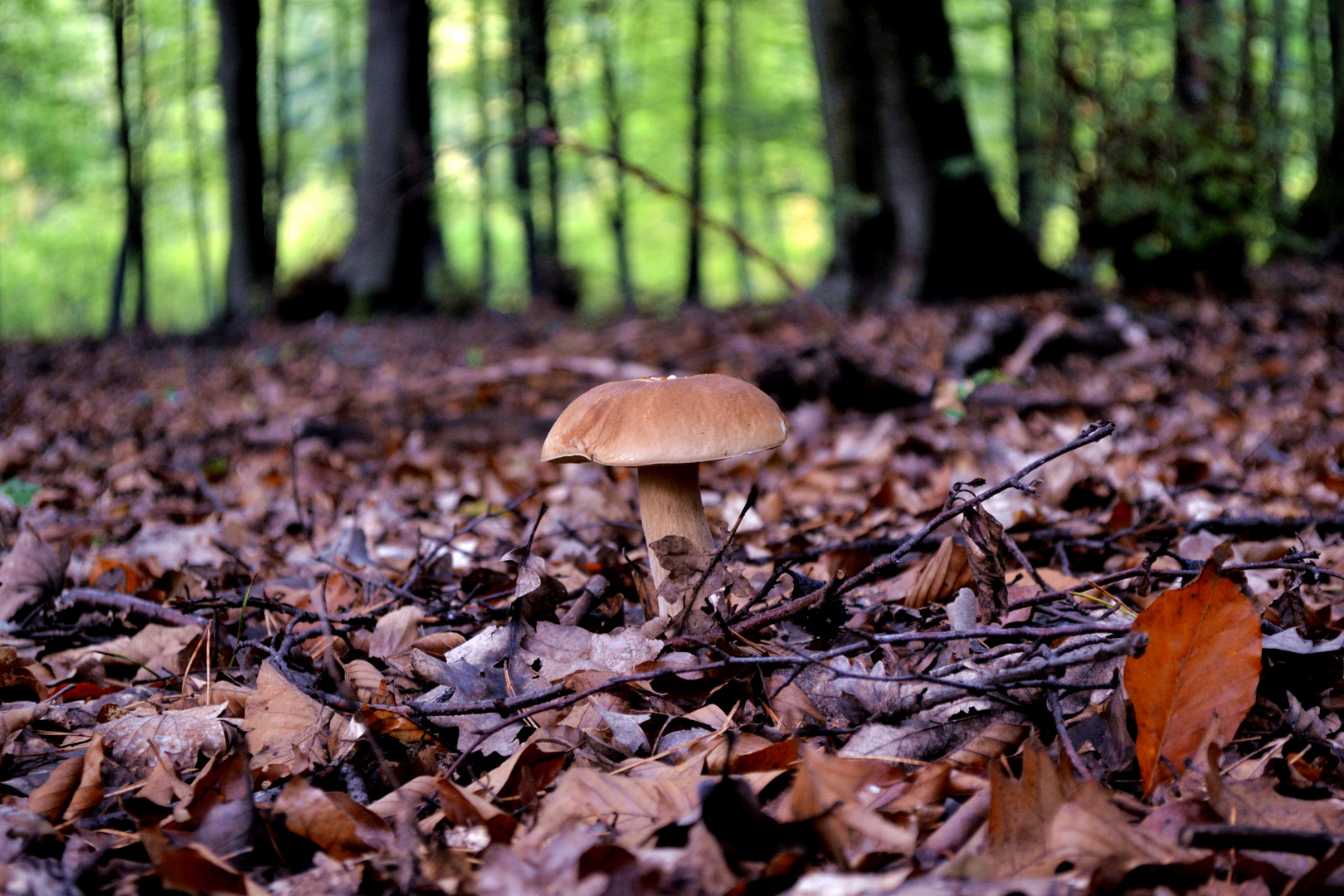 Boletus Edulis (Hungary)