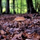 Boletus Edulis (Hungary)