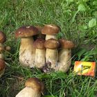 Boletus edulis (ungarisch: vargánya)