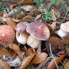 Boletus Edulis y Amanita Muscaria