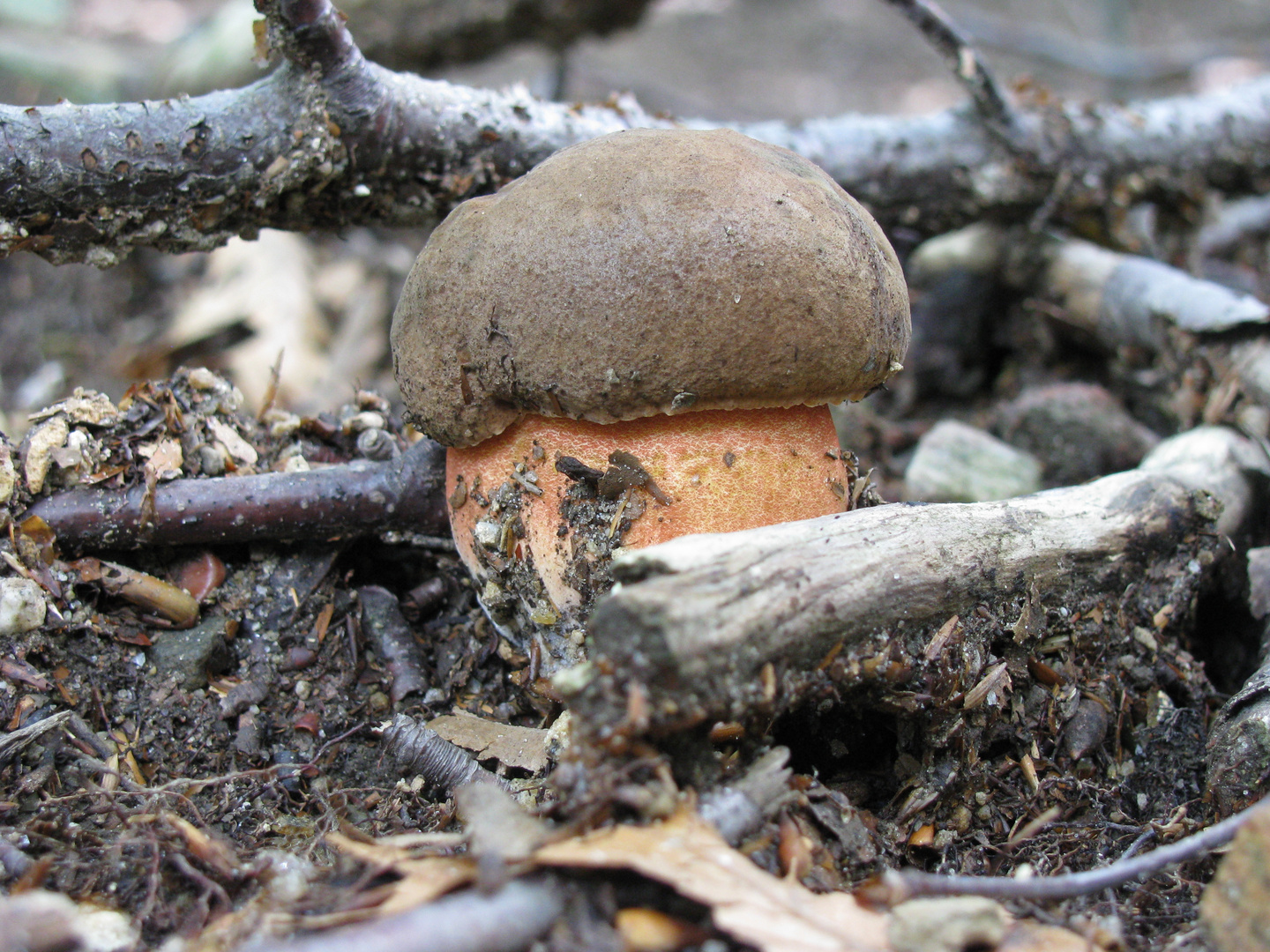 Boletus erythropus