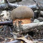 Boletus erythropus