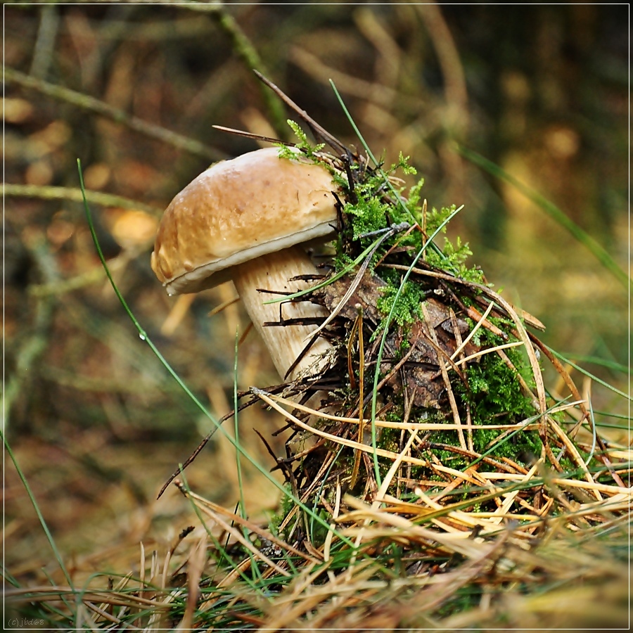 Boletus in statu nascendi