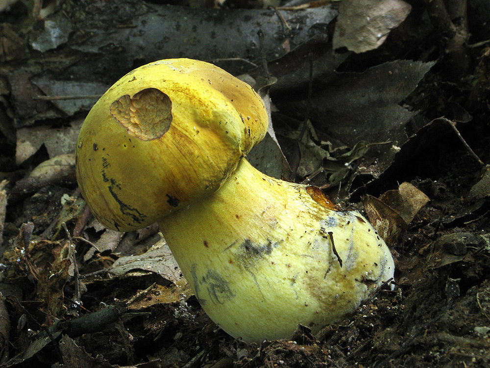 Boletus luridiformis var. discolor