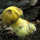 Boletus luridiformis var. discolor