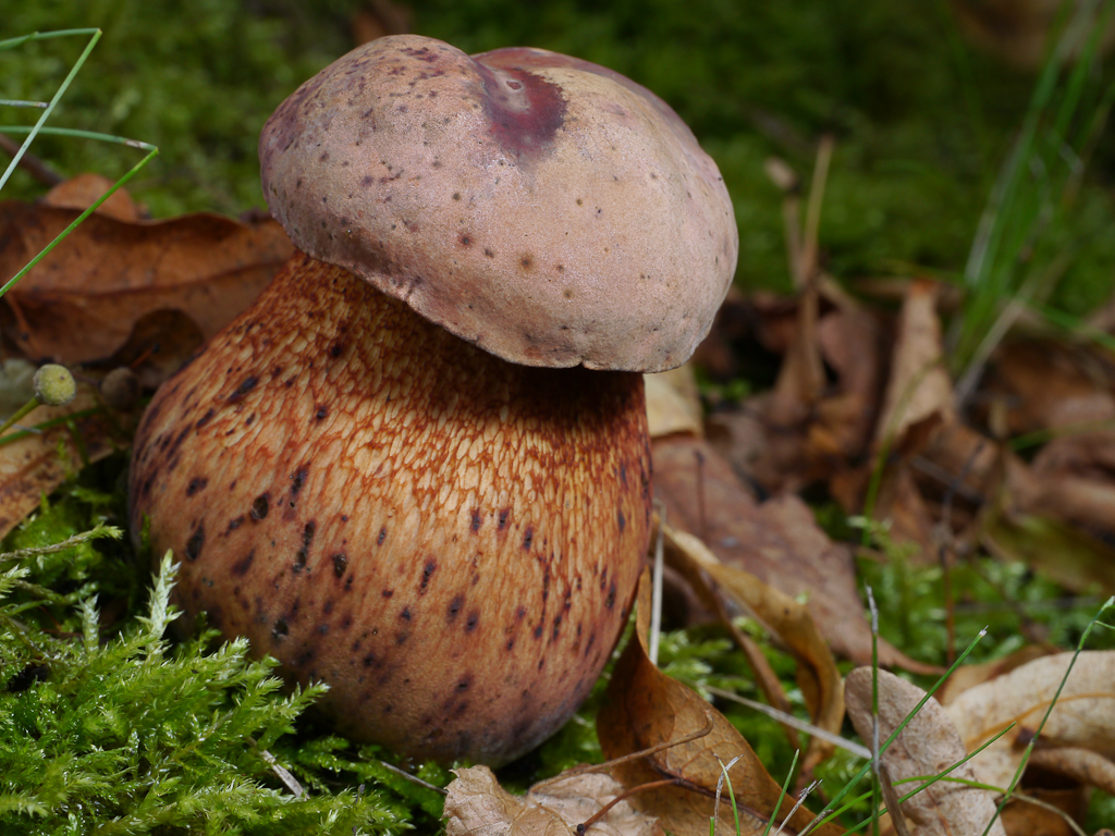 Boletus luridus