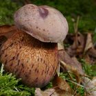 Boletus luridus