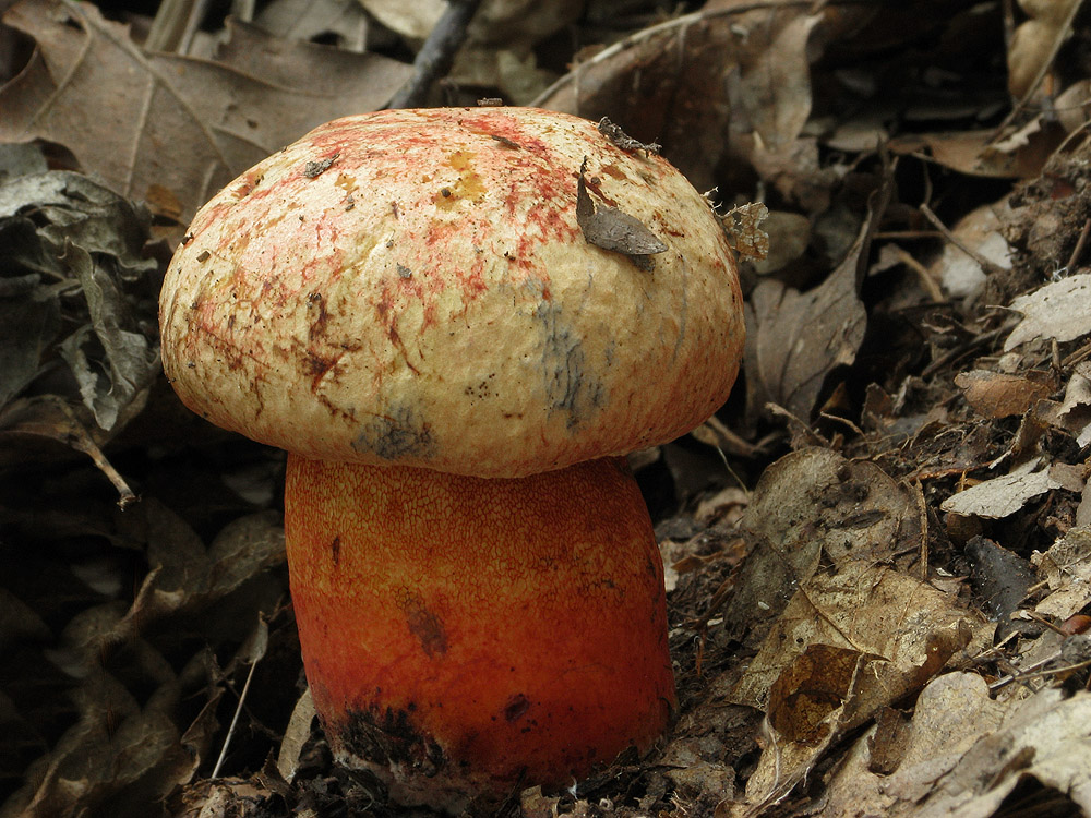 Boletus luteocupreus