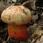 Boletus luteocupreus