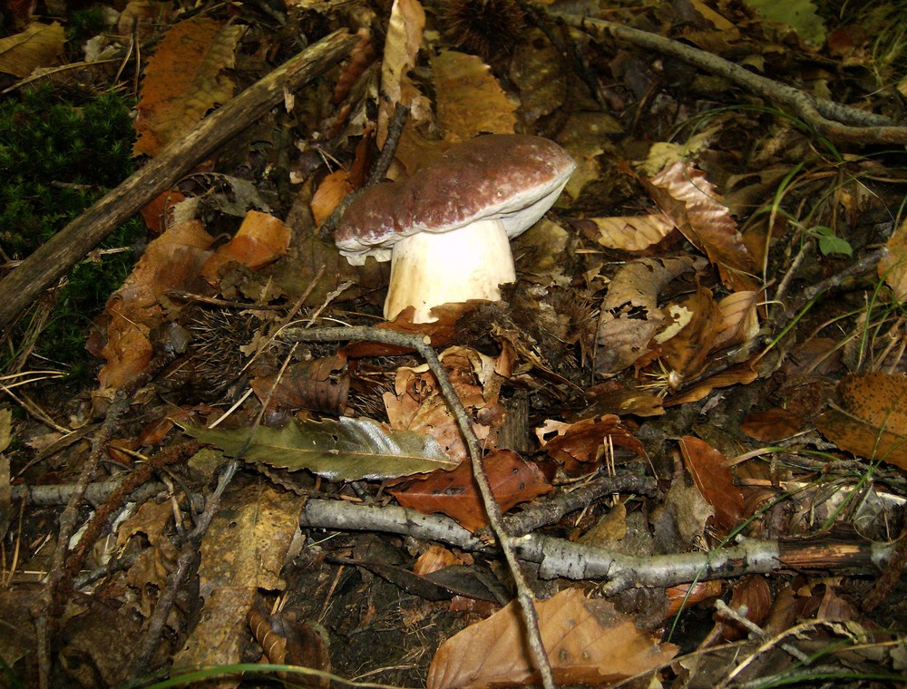 Boletus Pinicola. (Detto anche porcino rosso)