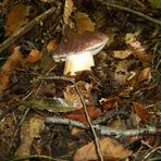 Boletus Pinicola. (Detto anche porcino rosso)