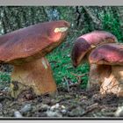 boletus pinicola