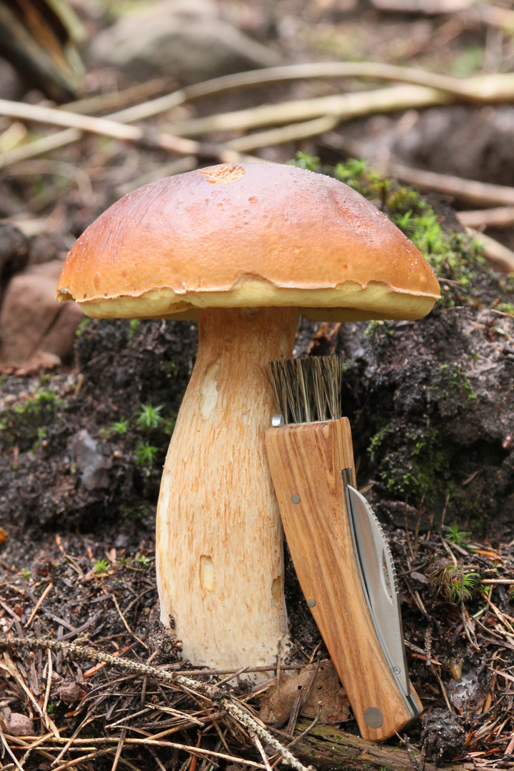 Boletus pinophilus