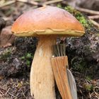 Boletus pinophilus