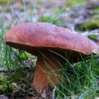 Boletus pinophilus