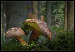 Boletus pulverulentus