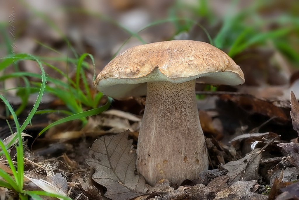  Boletus reticulatus