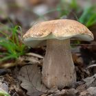  Boletus reticulatus