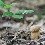 Boletus reticulatus