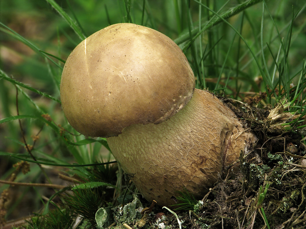 Boletus reticulatus