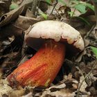 Boletus rhodoxanthus