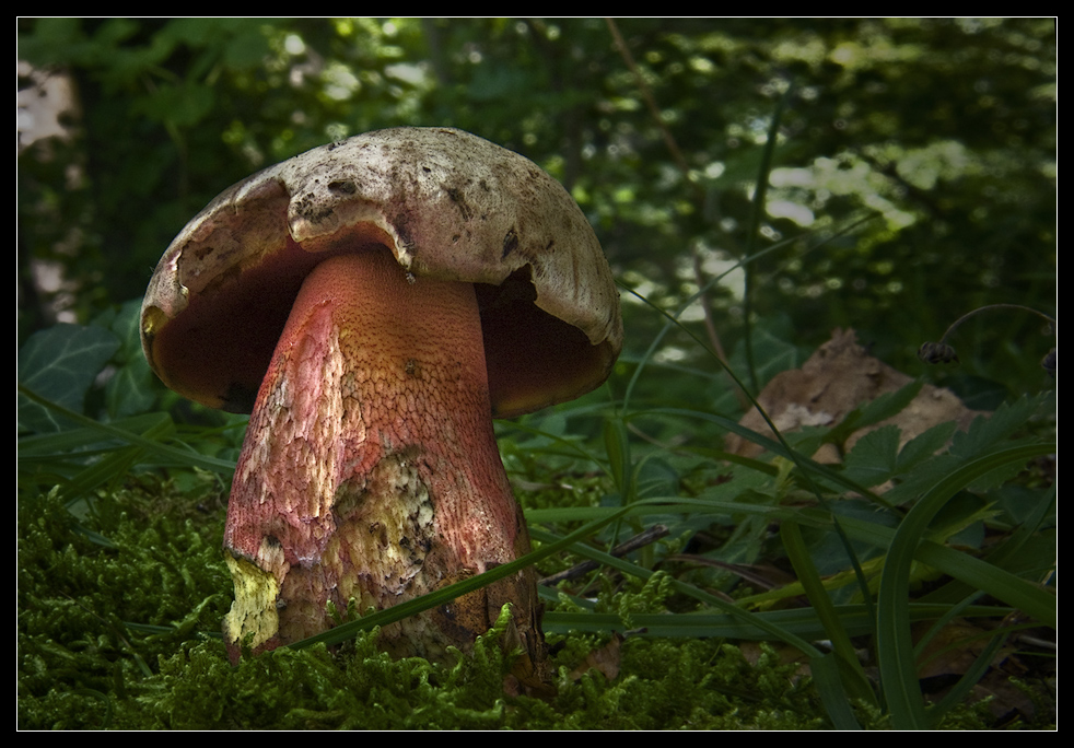 Boletus rubrosanguineus