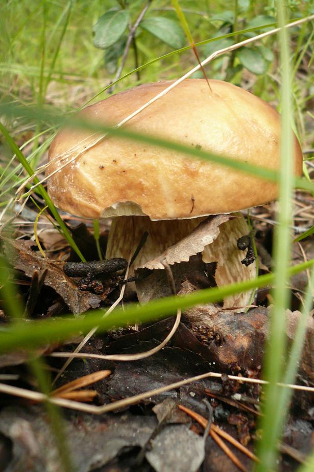 Boletus The King :)