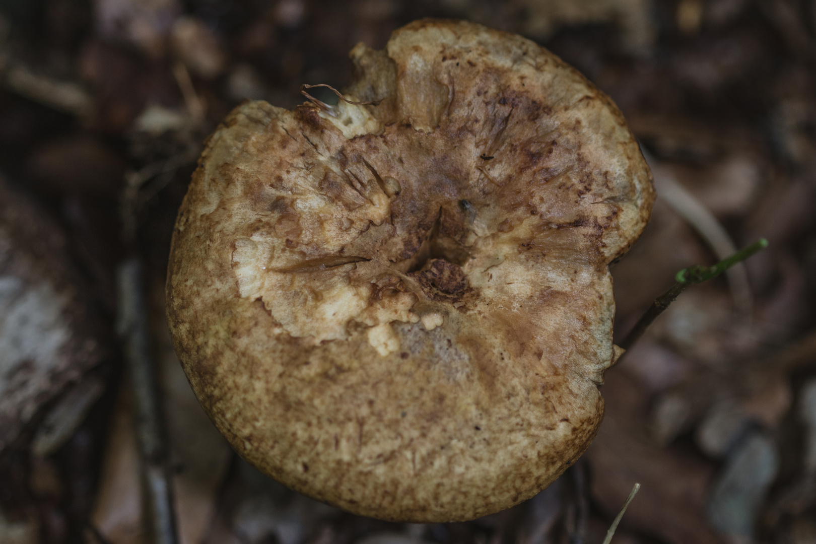 boletus11