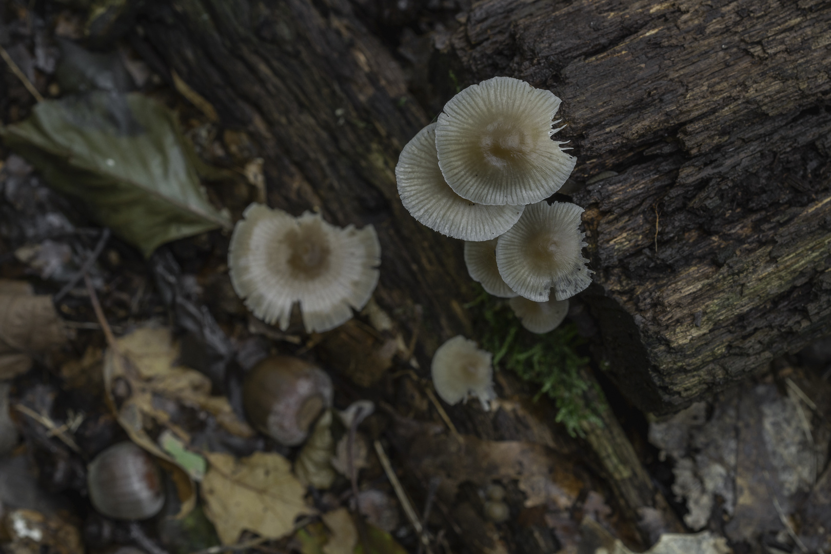 boletus7